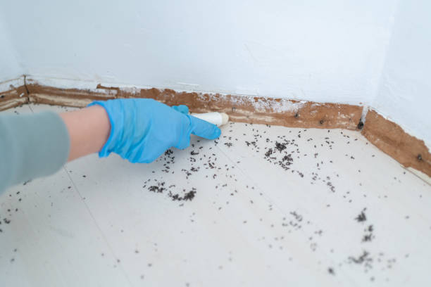 Best Pest Control Near Me  in Cassville, WV