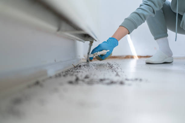 Best Ant Control Services  in Cassville, WV